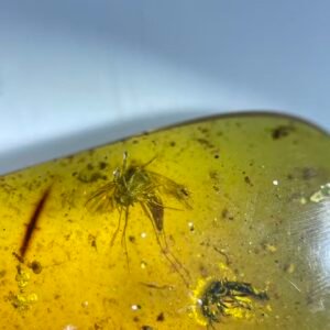 Mosquito and Staphylindae,Burmese amber, 100% natural amber, insect amber