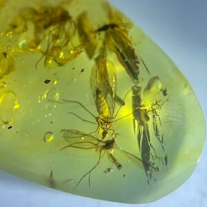 Panorpa rostrata and Culicidae，Burmese amber, 100% natural amber, insect amber