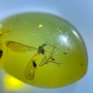 Panorpa rostrata,Burmese amber, 100% natural amber, insect amber
