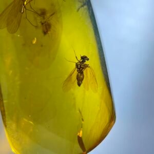 Panorpa rostrata，Burmese amber, 100% natural amber, insect amber