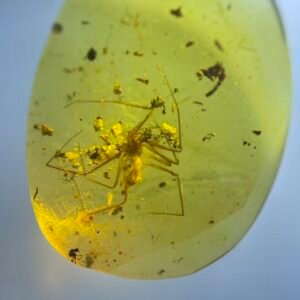 Pholcidae，Burmese amber, 100% natural amber, insect amber