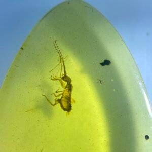Phraortes illepidus，Burmese amber, 100% natural amber, insect amber