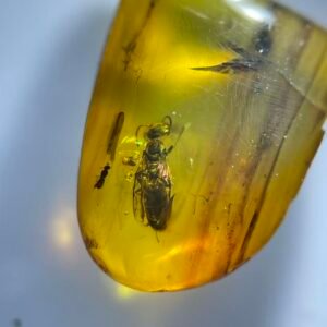 Platygasteridae,Burmese amber, 100% natural amber, insect amber