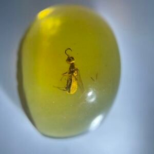 Platygasteridae，Burmese amber, 100% natural amber, insect amber