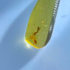 Pseudoscorpions ,Burmese amber, 100% natural amber, insect amber