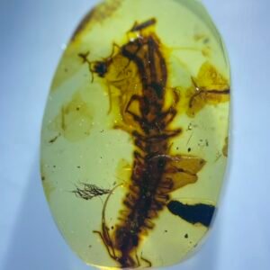 Scolopendridae，Burmese amber, 100% natural amber, insect amber
