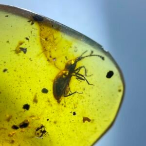 Scydmaeninae，Burmese amber, 100% natural amber, insect amber