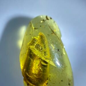 Siphonorhinidae ，Burmese amber, 100% natural amber, insect amber
