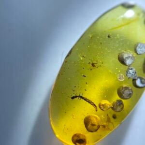 Snakefly Larva,Burmese amber, 100% natural amber, insect amber