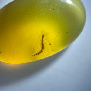 Snakefly Larva,Burmese amber, 100% natural amber, insect amber