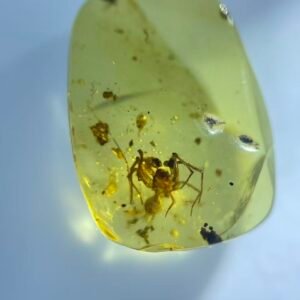Spider with teeth exposed, Burmese amber, 100% natural amber, insect amber