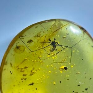 Spider with teeth exposed,Burmese amber, 100% natural amber, insect amber