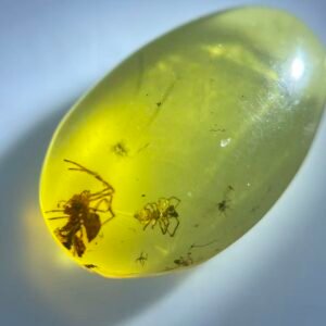 Spider with teeth exposed, Burmese amber, 100% natural amber, insect amber