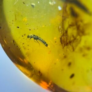 Staphylinidae，Burmese amber, 100% natural amber, insect amber