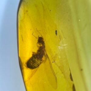 Termites,Burmese amber, 100% natural amber, insect amber