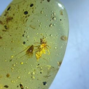 Thomisidae,,Burmese amber, 100% natural amber, insect amber