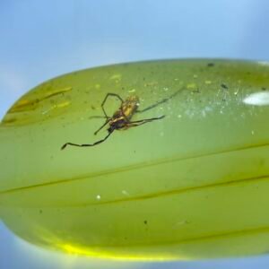 Trombidiidae,Burmese amber, 100% natural amber, insect amber