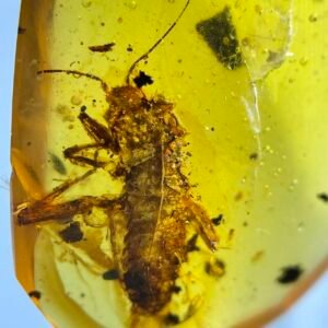 A rare insect of the order Phasmatodea,Burmese amber, 100% natural amber, insect amber