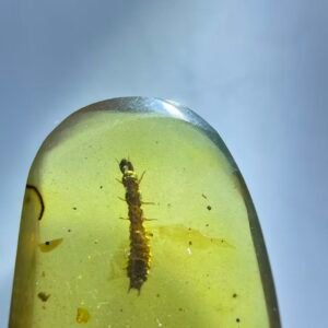 beetle larvae，Burmese amber, 100% natural amber, insect amber