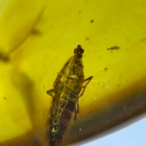 cicada nymph,Burmese amber, 100% natural amber, insect amber