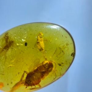 cockroach and spider and berothidae,Burmese amber, 100% natural amber, insect amber