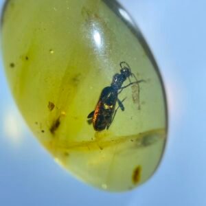 longhorn beetle，Burmese amber, 100% natural amber, insect amber
