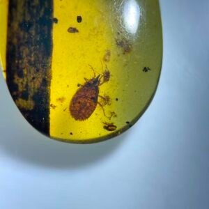 tingidae,Burmese amber, 100% natural amber, insect amber
