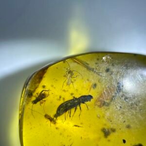 2 Grylloidea and Carabidae ,Burmese amber, 100% natural amber, insect amber