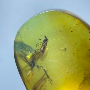 3 Panorpa rostrata,Burmese amber, 100% natural amber, insect amber