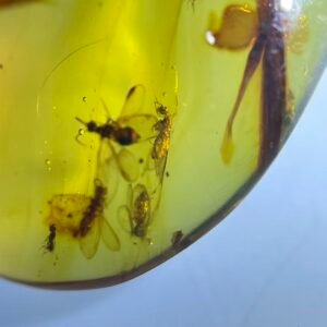 4 Berothidae,Burmese amber, 100% natural amber, insect amber