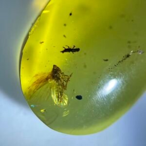 A cicada with colorful wings and Carabidae,Burmese amber, 100% natural amber, insect amber