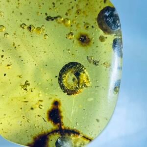 A curled-up millipede,Burmese amber, 100% natural amber, insect amber