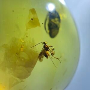 A remarkably distinct bee,Burmese amber, 100% natural amber, insect amber
