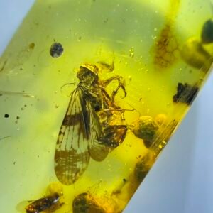 A stunningly beautiful Fulgoroidea ,Burmese amber, 100% natural amber, insect amber
