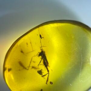 Acrididae,Burmese amber, 100% natural amber, insect amber