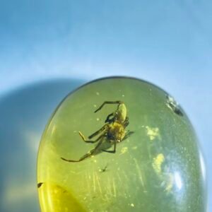 Amyciaea,Burmese amber, 100% natural amber, insect amber
