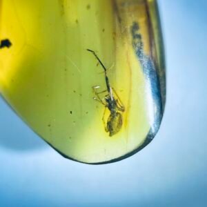 Amyiaea，Burmese amber, 100% natural amber, insect amber
