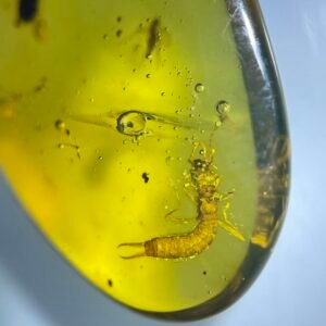 Apoidea and Labiduridae,Burmese amber, 100% natural amber, insect amber