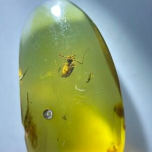 Archaeidae ,Burmese amber, 100% natural amber, insect amber