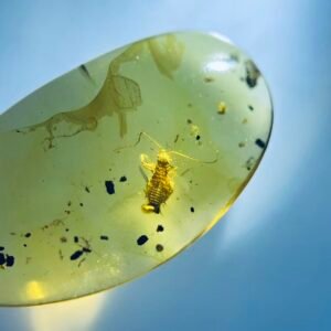 Archipseudophasmatidae,Burmese amber, 100% natural amber, insect amber