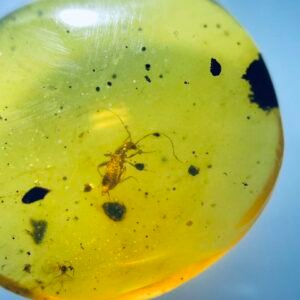 Archipseudophasmatidae，Burmese amber, 100% natural amber, insect amber