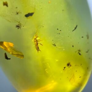 Archipseudophasmatidae ，Burmese amber, 100% natural amber, insect amber