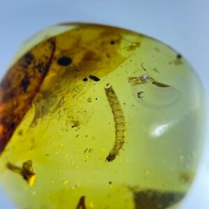 Beetle larva，Burmese amber, 100% natural amber, insect amber