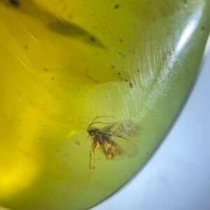 Berothidae ，Burmese amber, 100% natural amber, insect amber