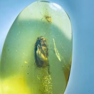 Berothidae，Burmese amber, 100% natural amber, insect amber