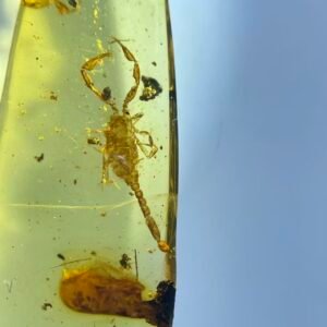 Betaburmesebuthus，Burmese amber, 100% natural amber, insect amber