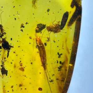 Bristletails and Cockroach Nymphs ，Burmese amber, 100% natural amber, insect amber