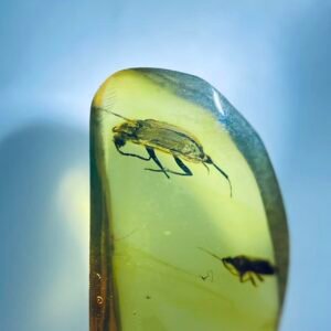 Carabidae and Enicocephalidae