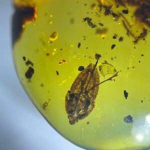 Cicada Nymph，Burmese amber, 100% natural amber, insect amber