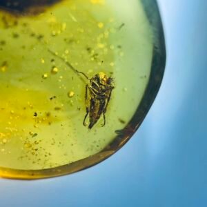 Cicada Nymph ，Burmese amber, 100% natural amber, insect amber